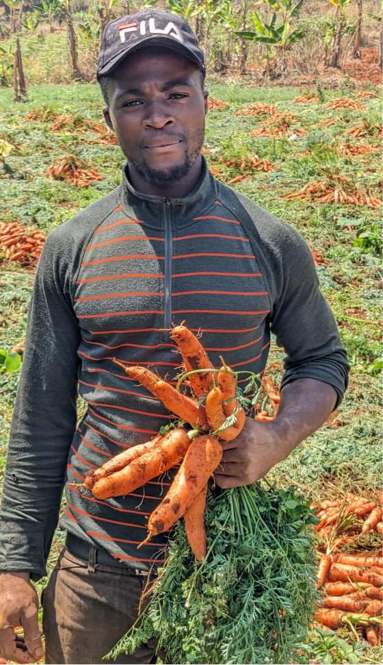 Récolte de carottes par l'équipe Simsal Agro Farm