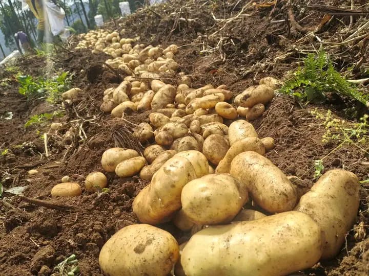 Récolte de pommes de terre