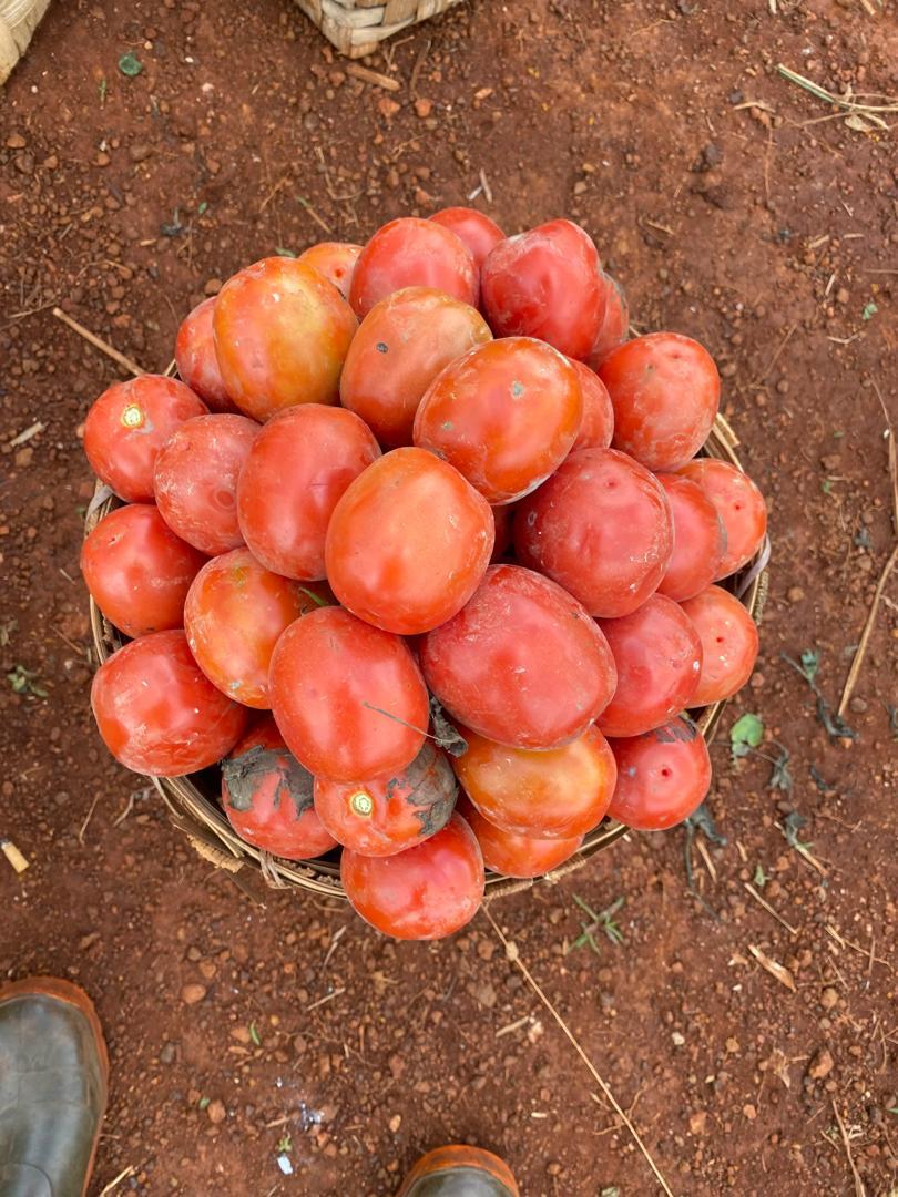 Récolte de tomates fraîches
