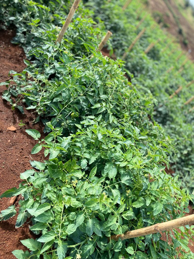 Plants de tomates cultivés par Simsal Agro Farm